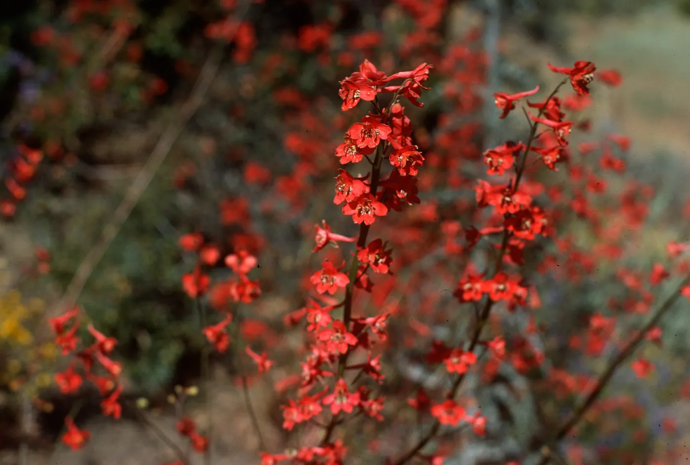 Delphinium cardinale, Rose Valley Falls