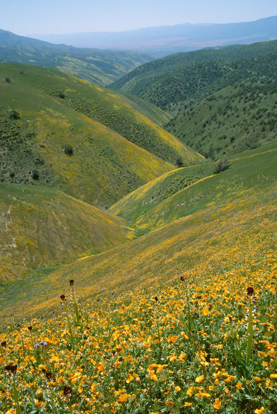 Wildflowers, Caliente Mountains