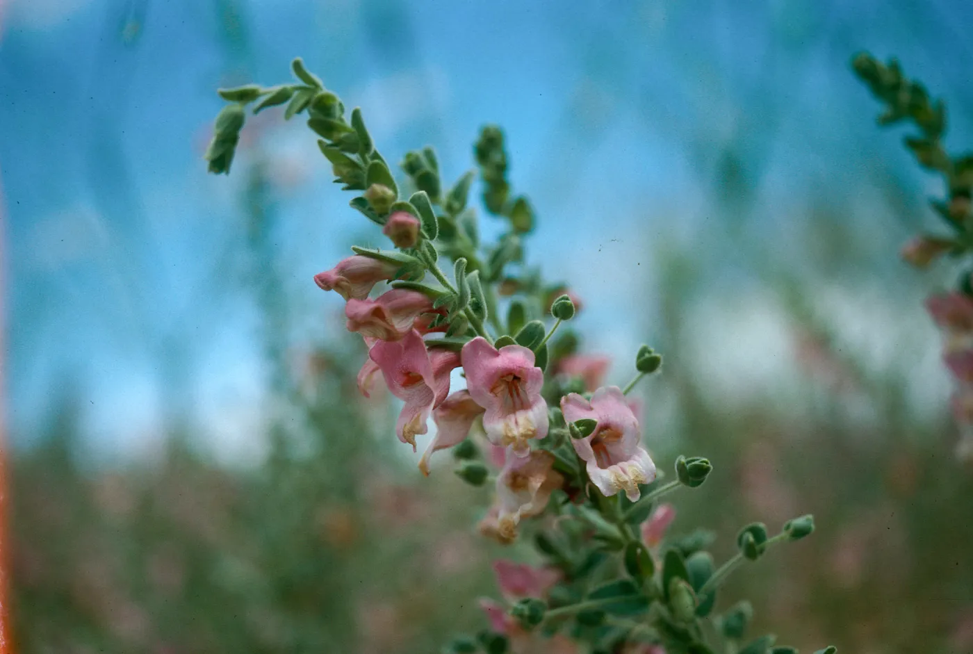 Antirrhinum ovatum, Caliente Ridge