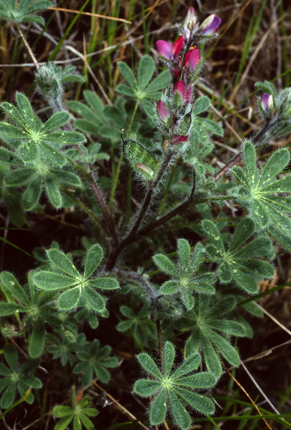 Lupinus concinnus, Santa Catalina Island