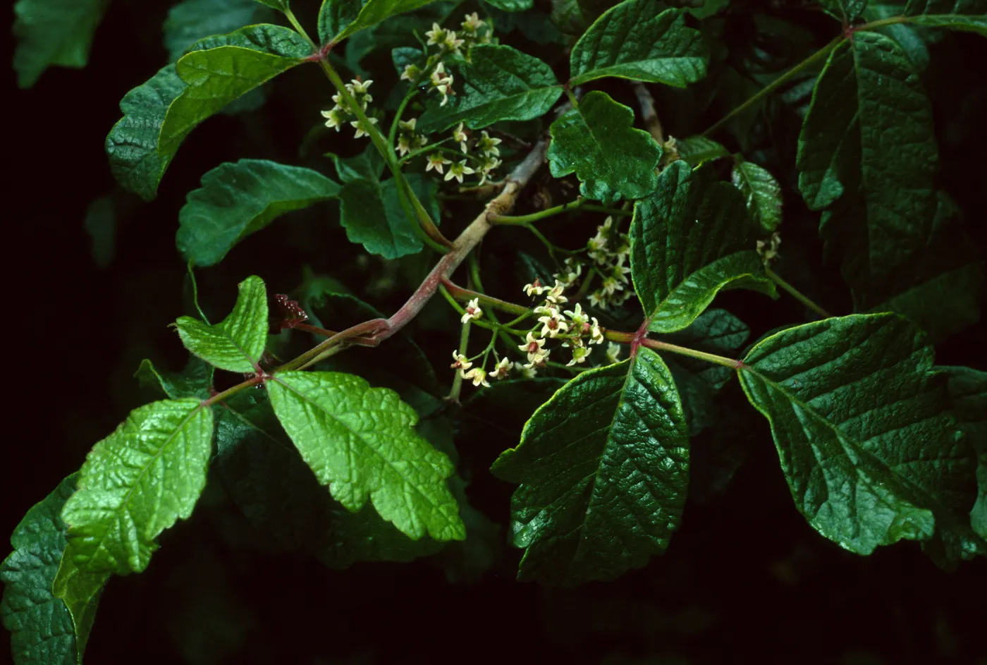 Toxicodendron, Santa Catalina Island