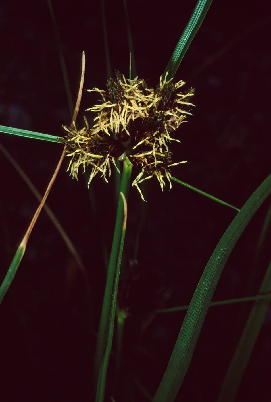 Scirpus maritimus, Little Harbor, Santa Catalina Island