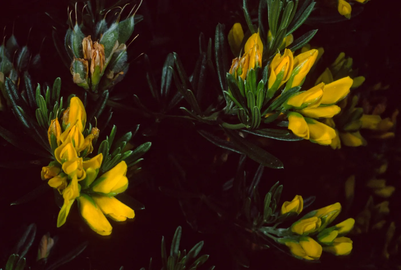 Genista linifolia, Santa Catalina Island
