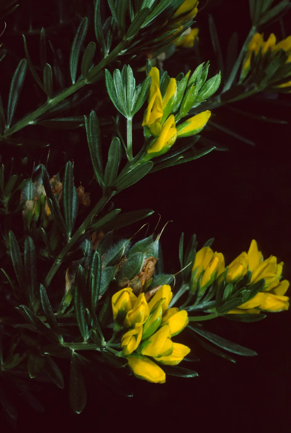 Genista linifolia, Santa Catalina Island