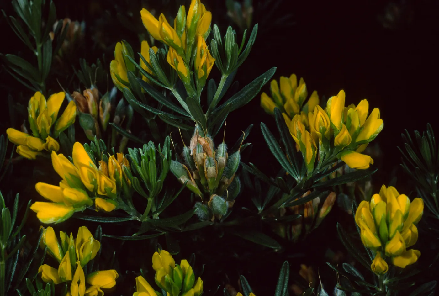 Genista linifolia, Santa Catalina Island