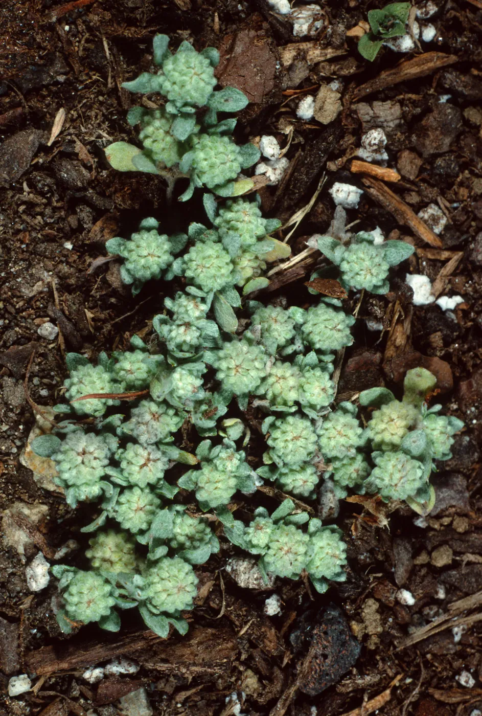 Psilocarpinus tenellus, Santa Catalina Island