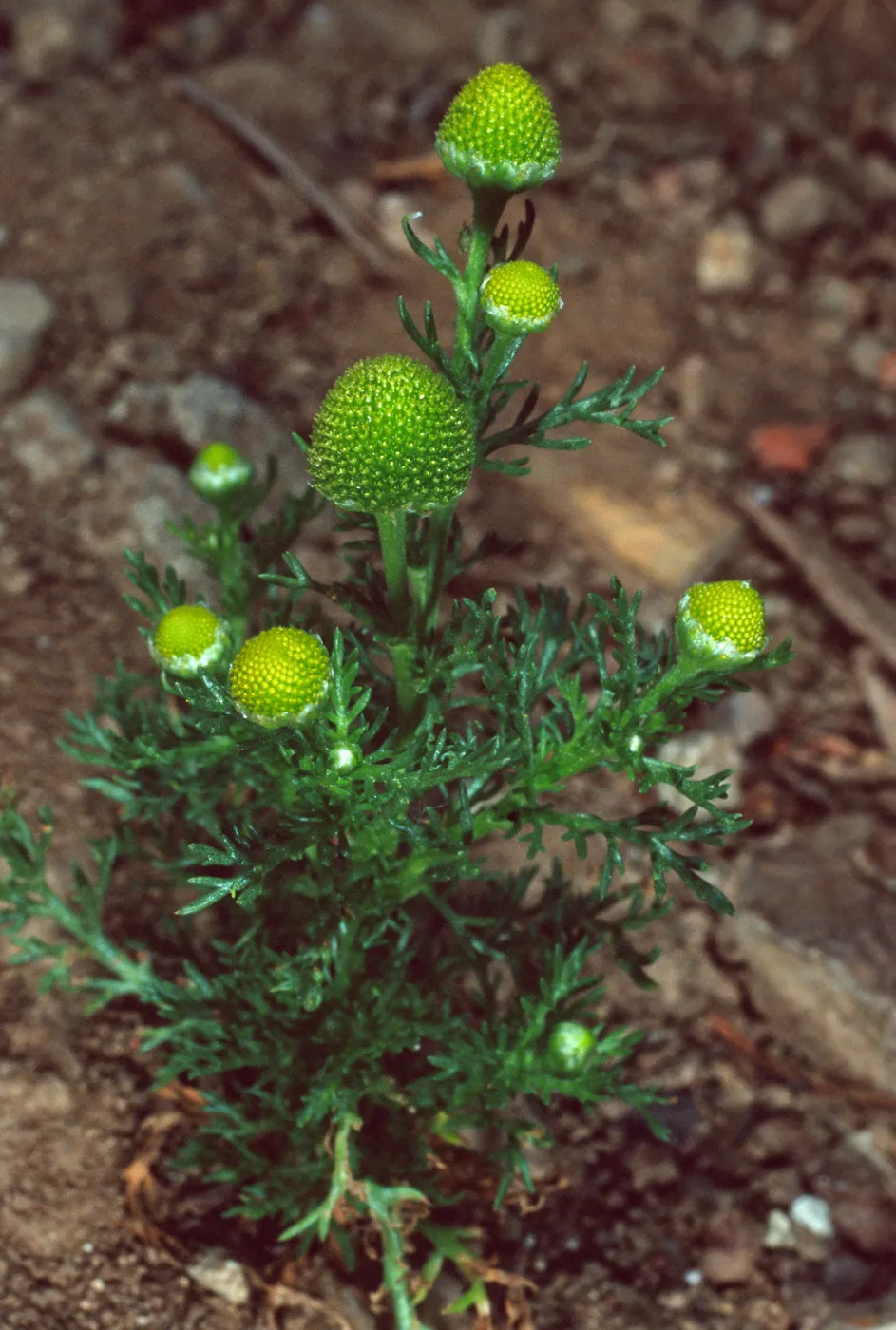 Matricaria, Santa Catalina Island