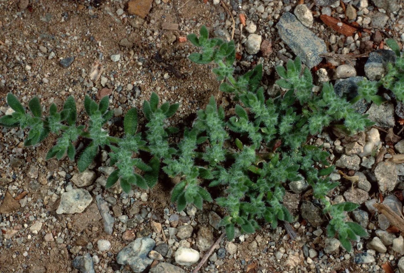 Herniaria, Santa Catalina Island