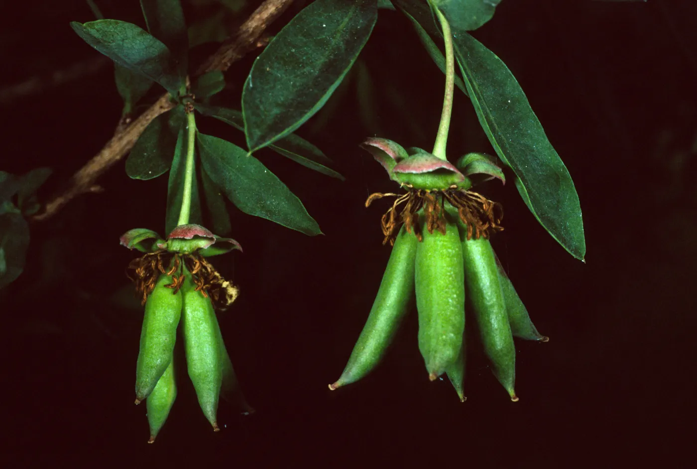 Crossosoma californicum, Santa Catalina Island