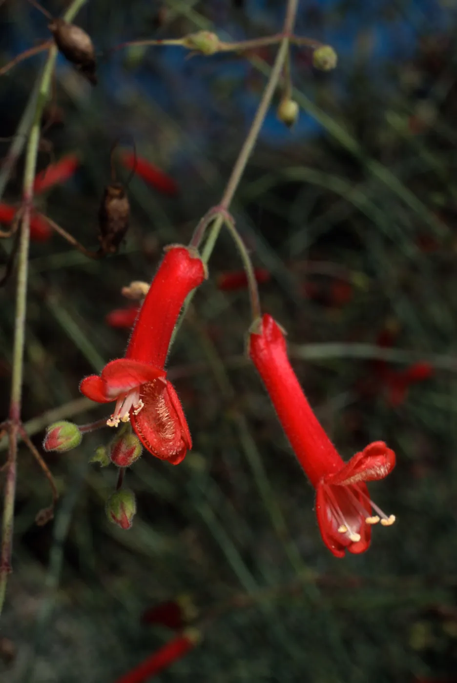 Gambelia juncea, Santa Barbara Botanic Garden