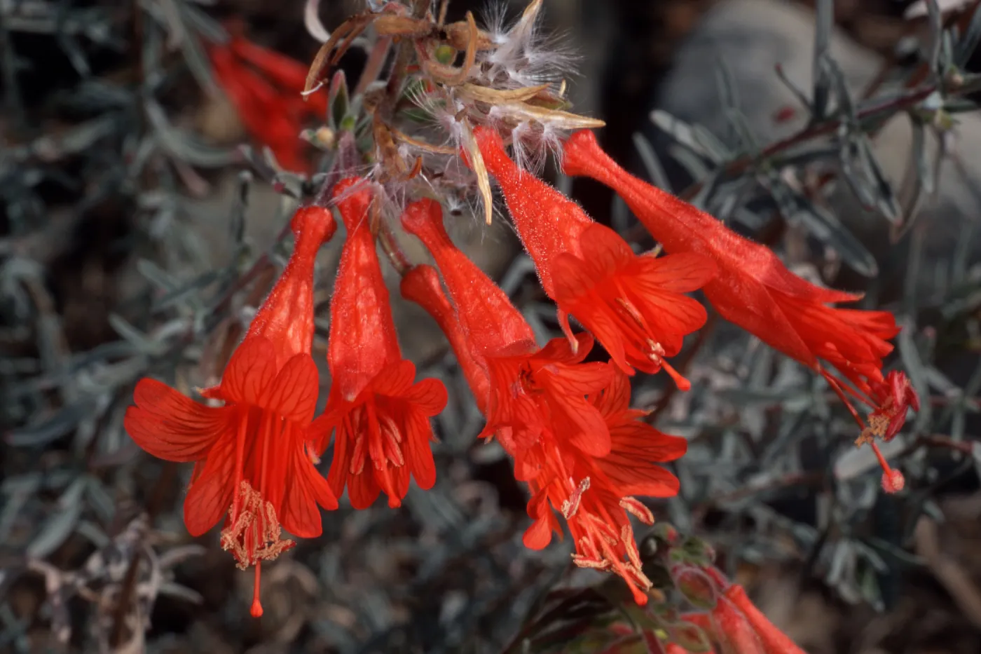 Zauschneria californica, Santa Barbara Botanic Garden