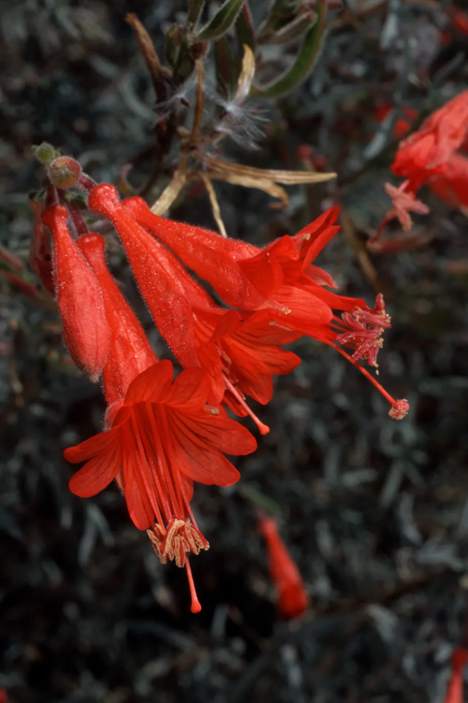 Zauschneria californica, Santa Barbara Botanic Garden