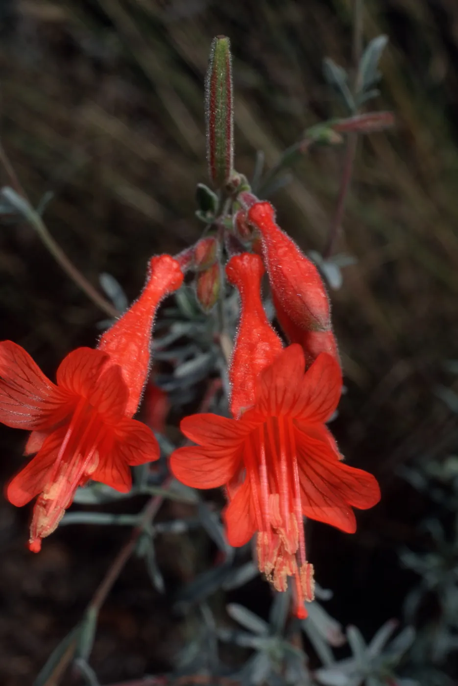Zauschneria californica, Santa Barbara Botanic Garden