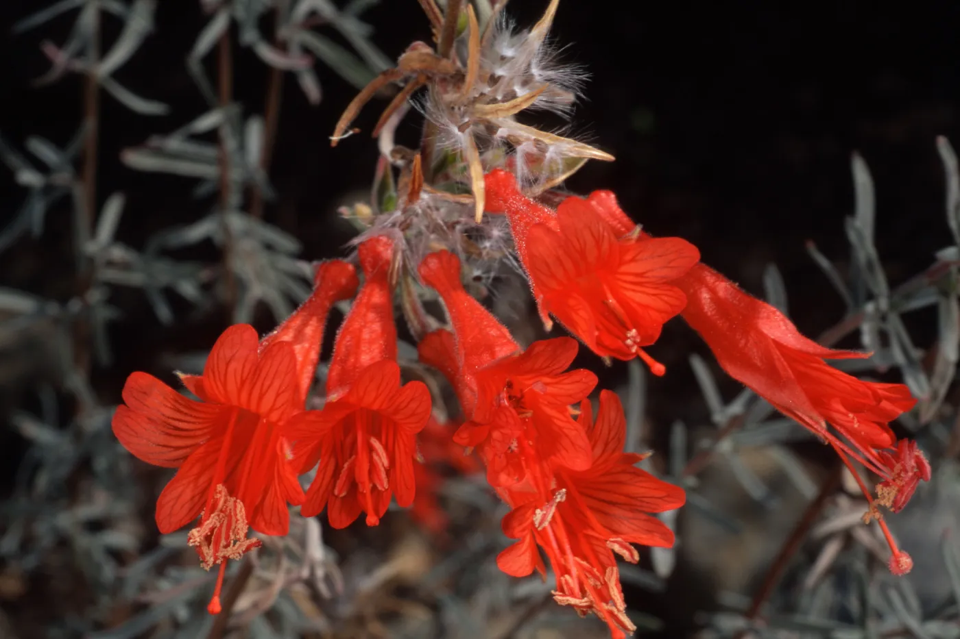 Zauschneria californica, Santa Barbara Botanic Garden