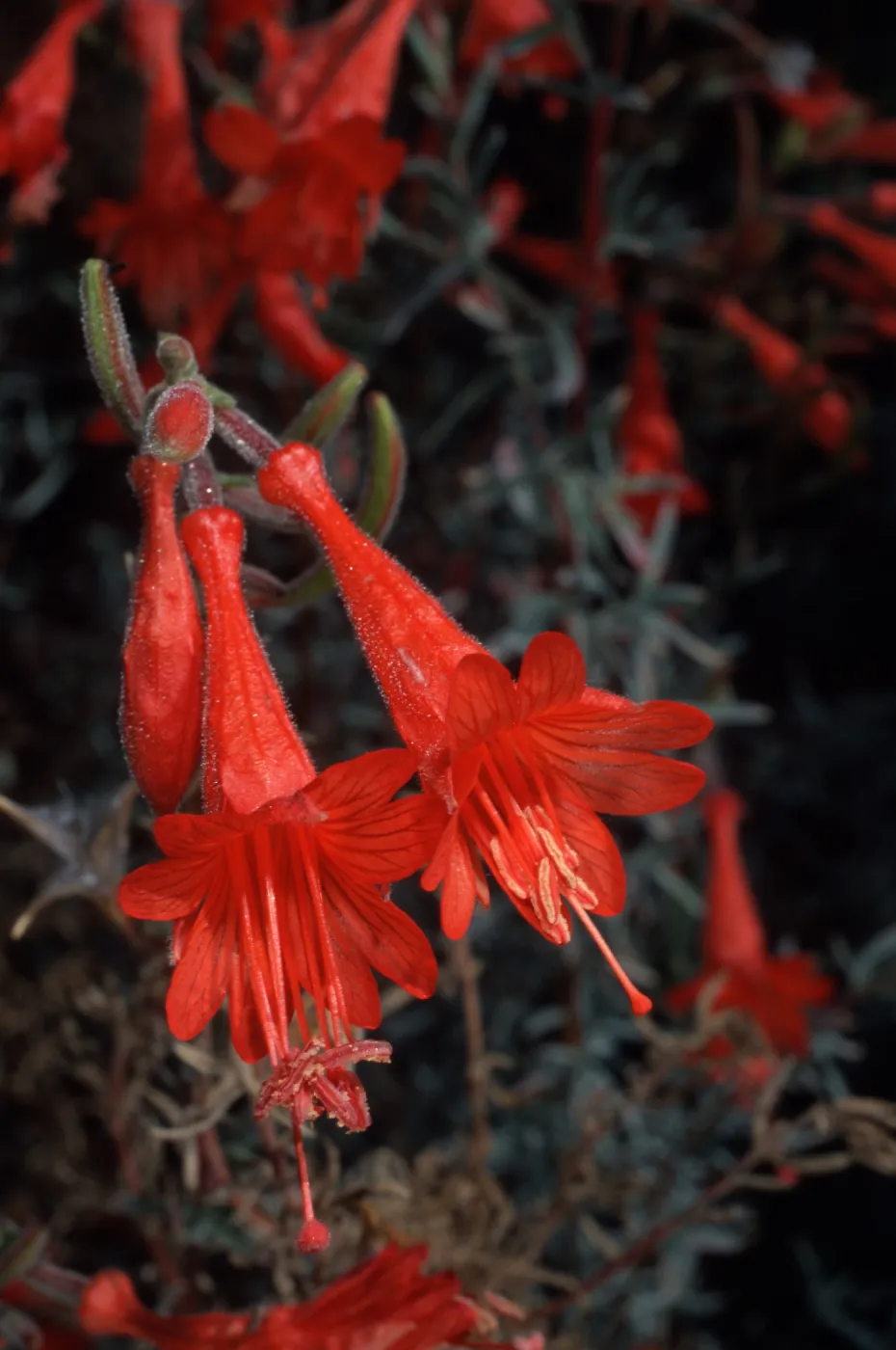 Zauschneria californica, Santa Barbara Botanic Garden