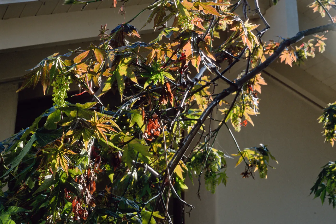 Acer, Santa Barbara Botanic Garden