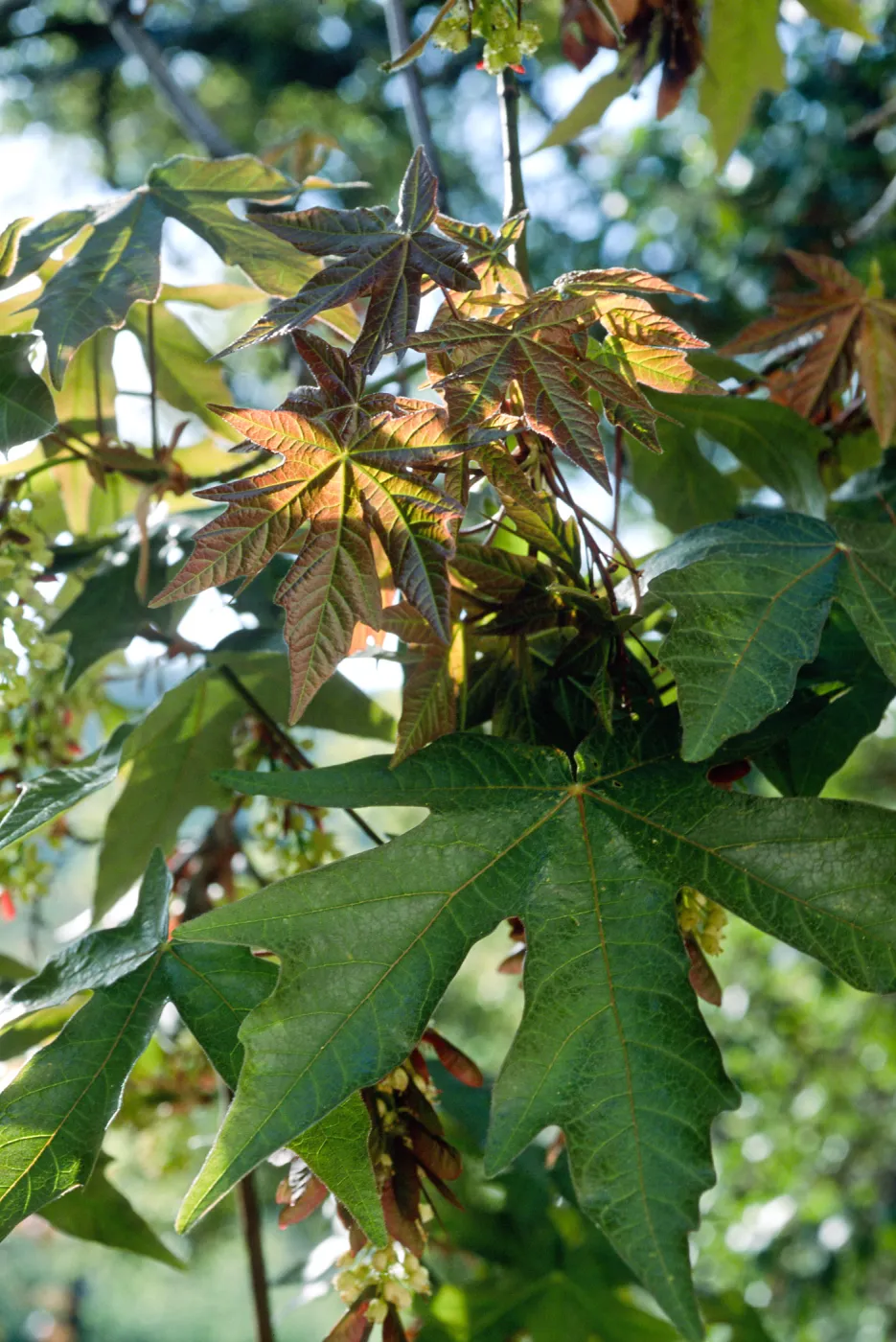 Acer macrophyllum. Santa Barbara Botanic Garden