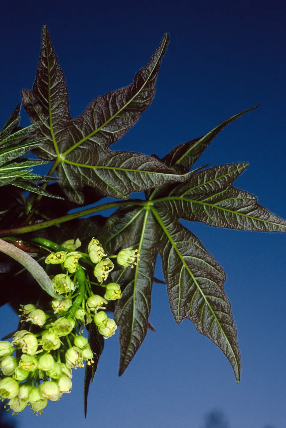 Acer macrophyllum. Santa Barbara Botanic Garden