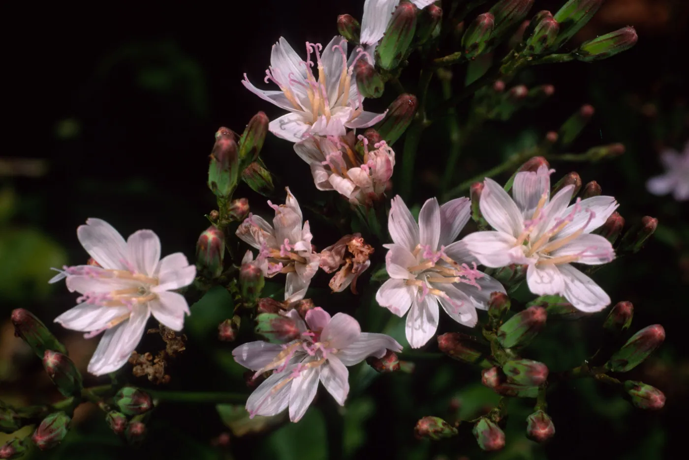 Munzothamnus blairii, SBBG