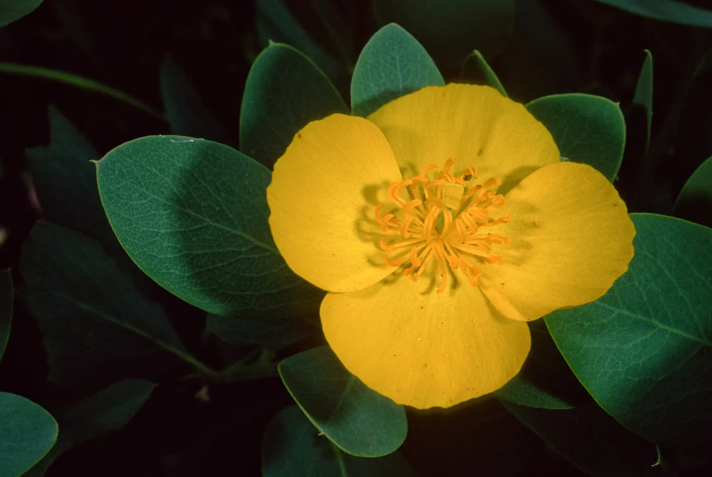 Dendromecon harfordii, Santa Barbara Botanic Garden