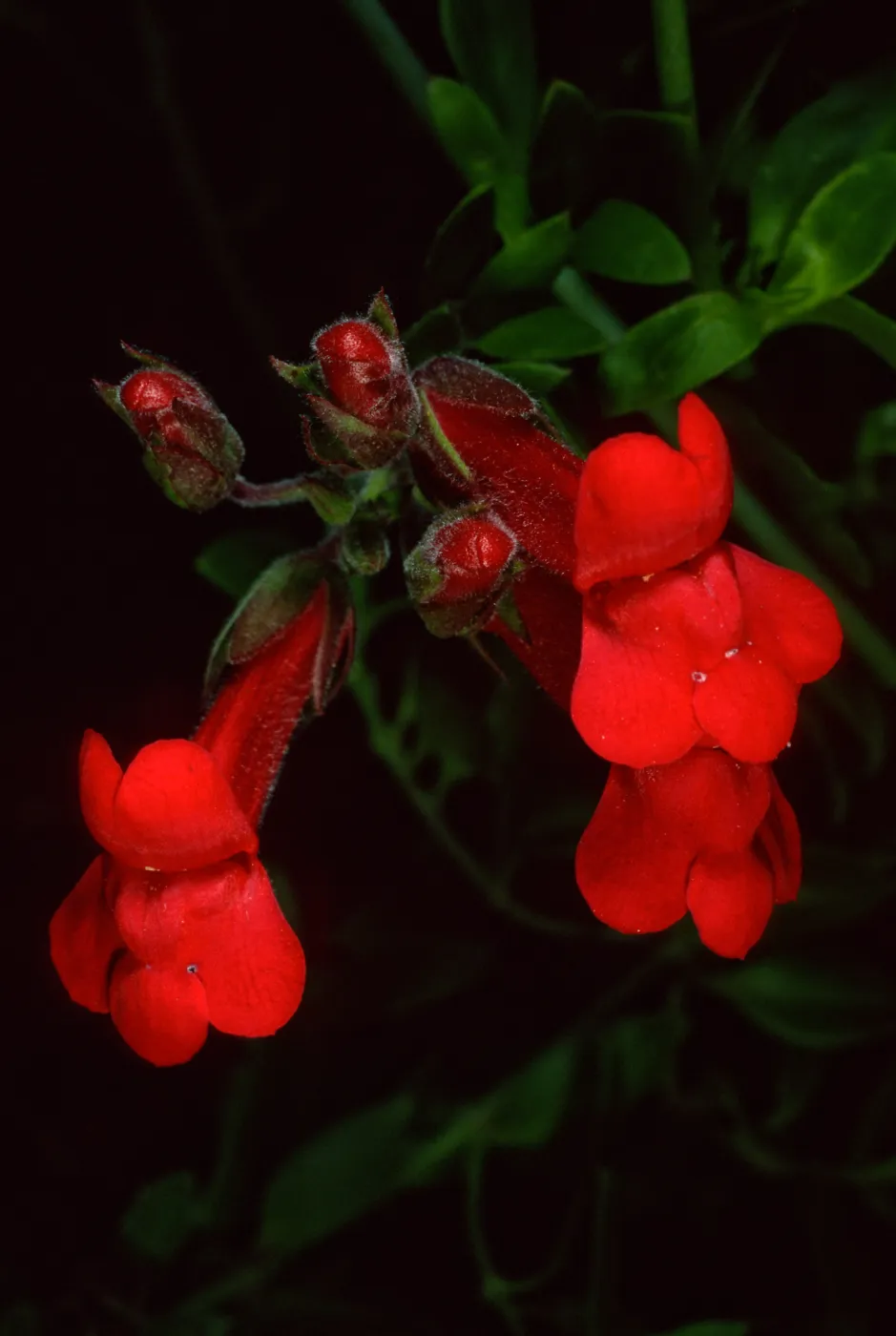 Gambelia speciosa, Santa Barbara Botanic Garden