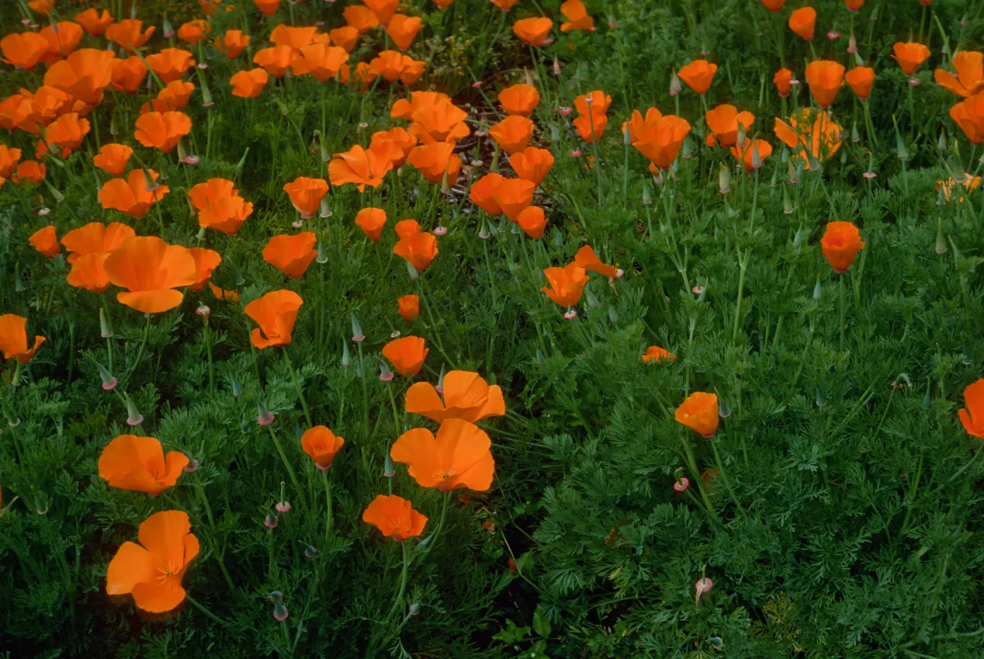 Eschscholzia (California Poppy) , Santa Barbara Botainc Garden, meadow
