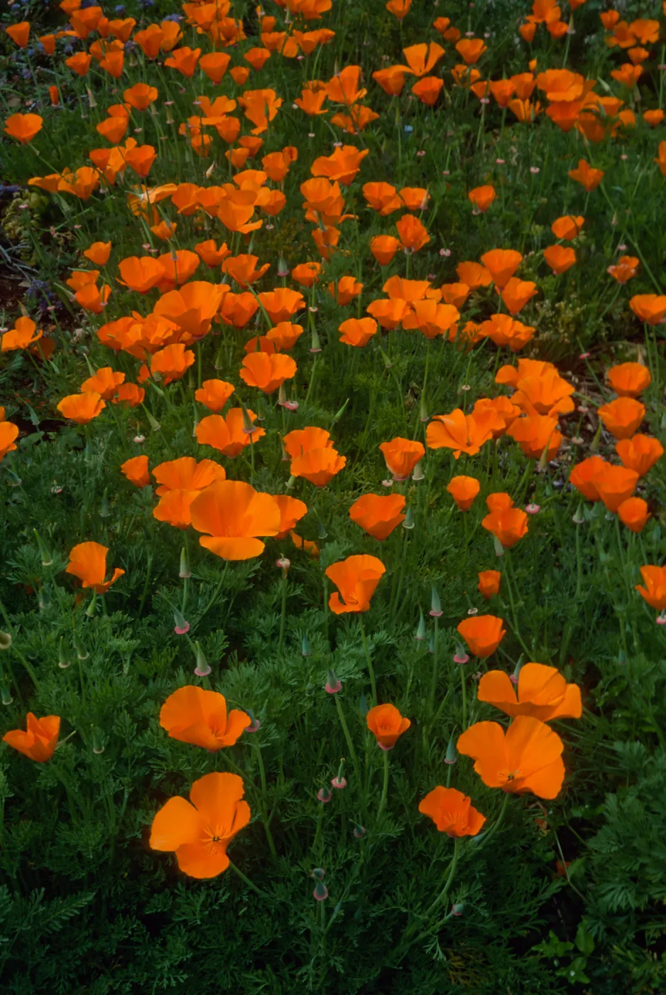 Eschscholzia (California Poppy) , Santa Barbara Botainc Garden, meadow