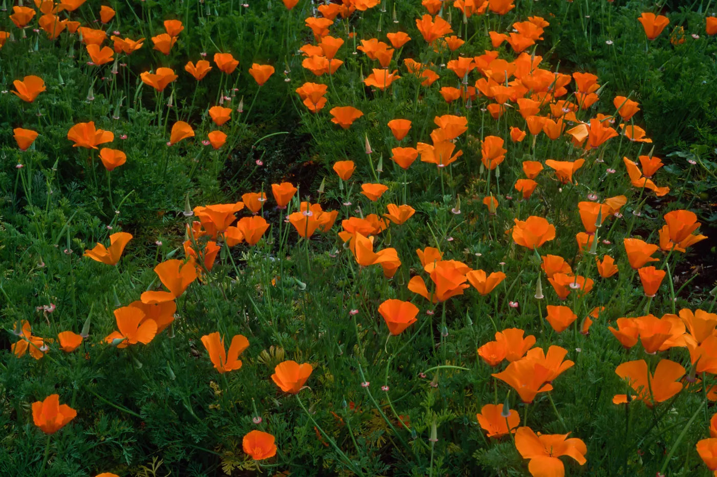 Eschscholzia (California Poppy) , Santa Barbara Botainc Garden, meadow