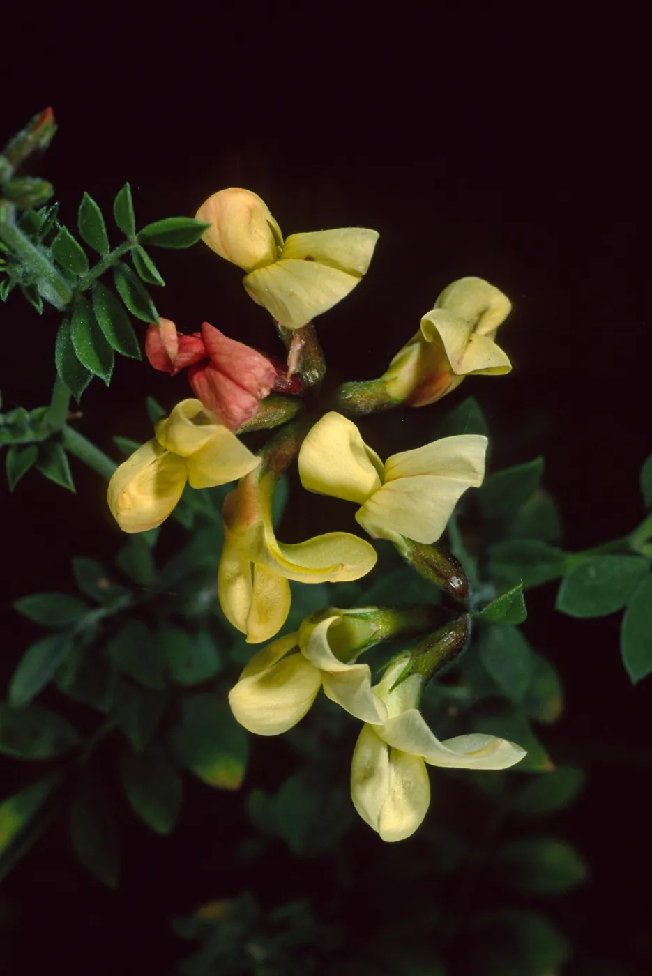 Lotus grandiflorus, Santa Barbara Botanic Garden