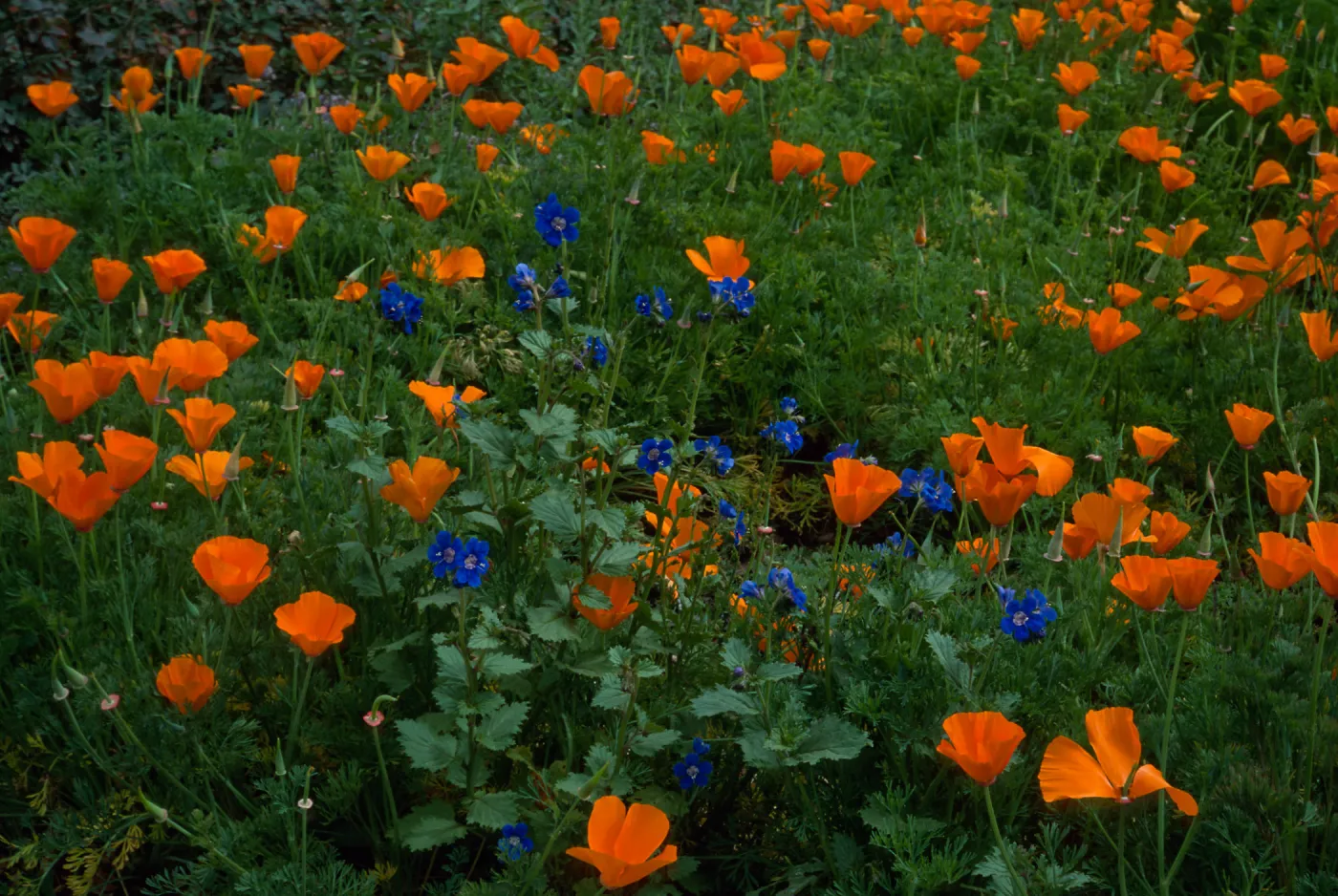Phacelia, Eschscholzia, Santa Barbara Botanic Garden, meadow