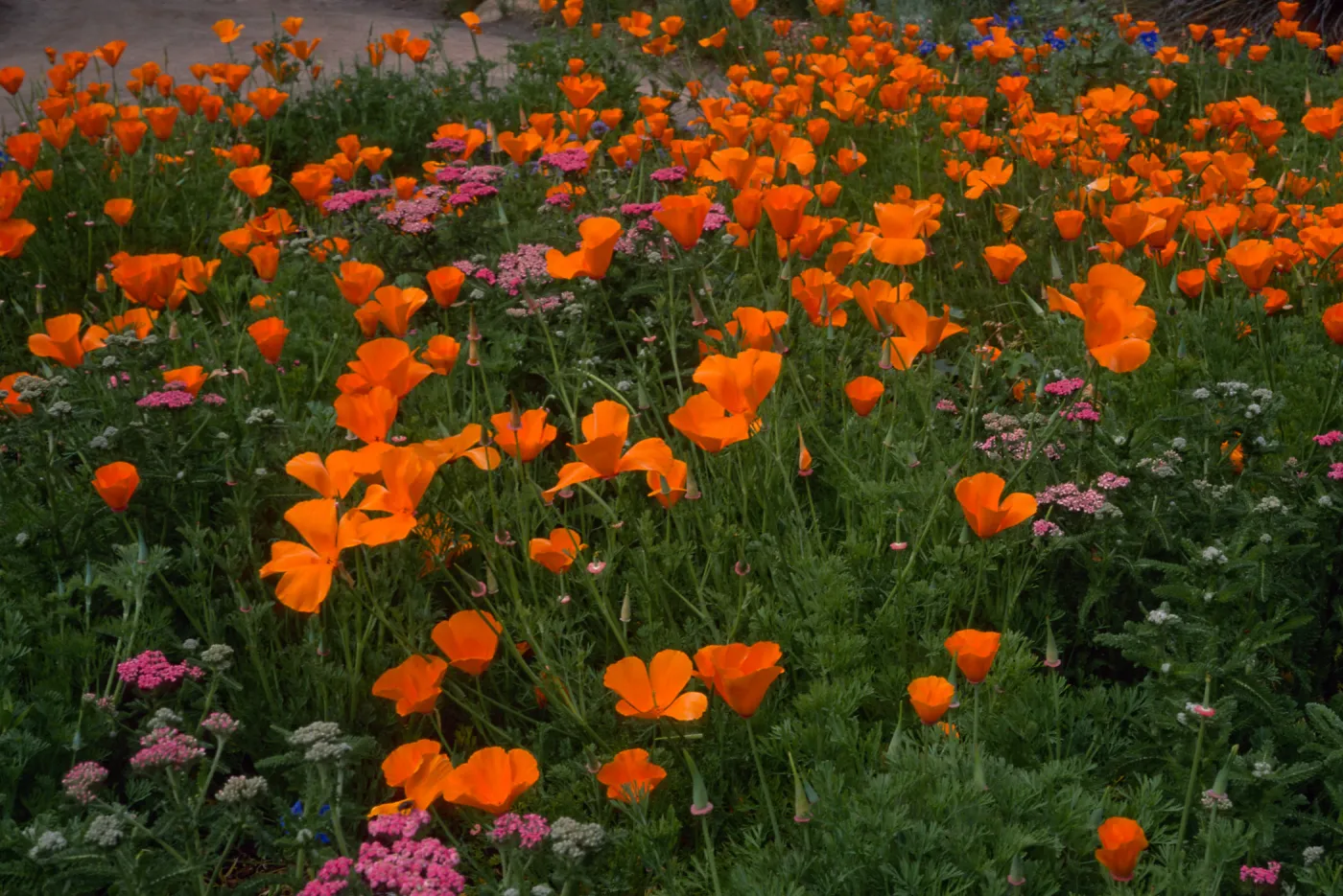 Achillea (yarrow), Eschscholzia (California Poppy) , Santa Barbara Botanic Garden, meadow