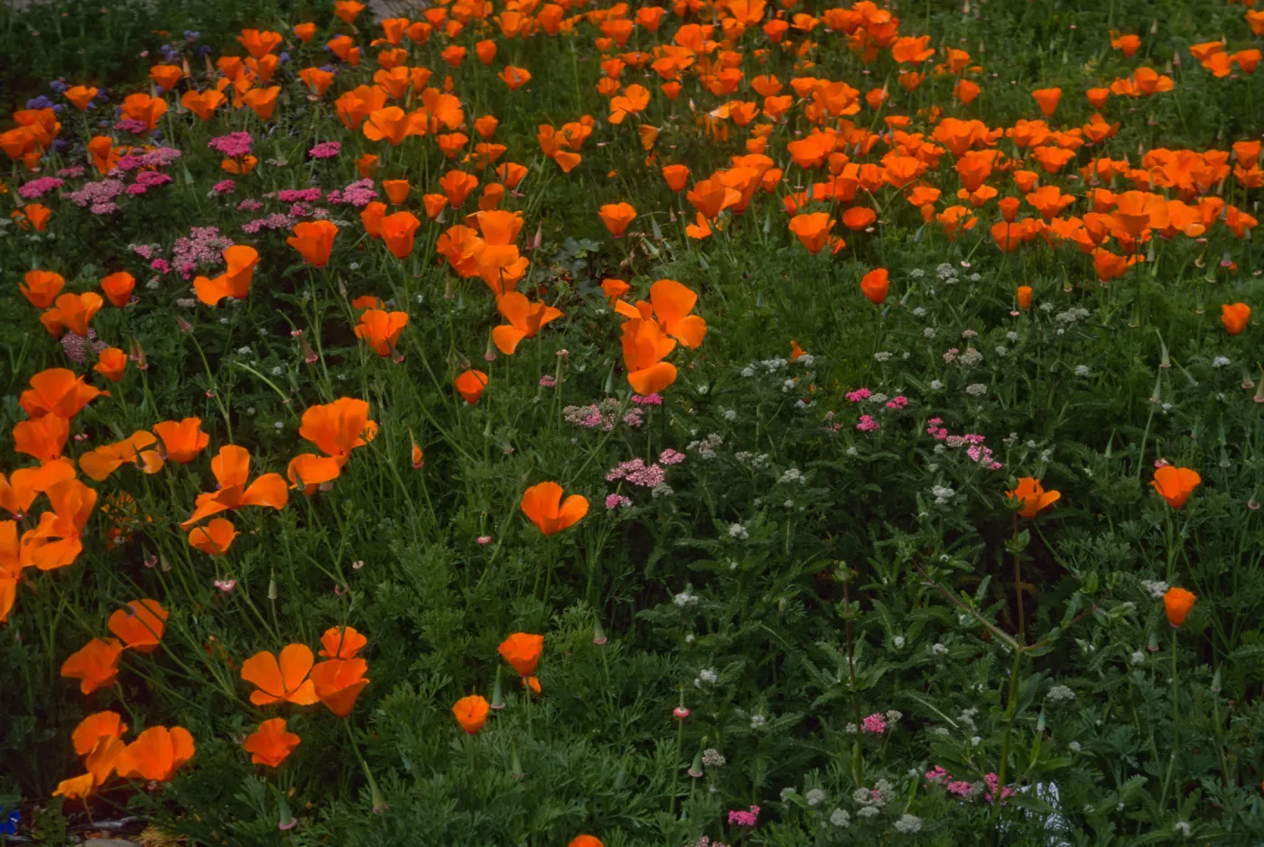 Achillea (yarrow), Eschscholzia (California Poppy) , Santa Barbara Botanic Garden, meadow