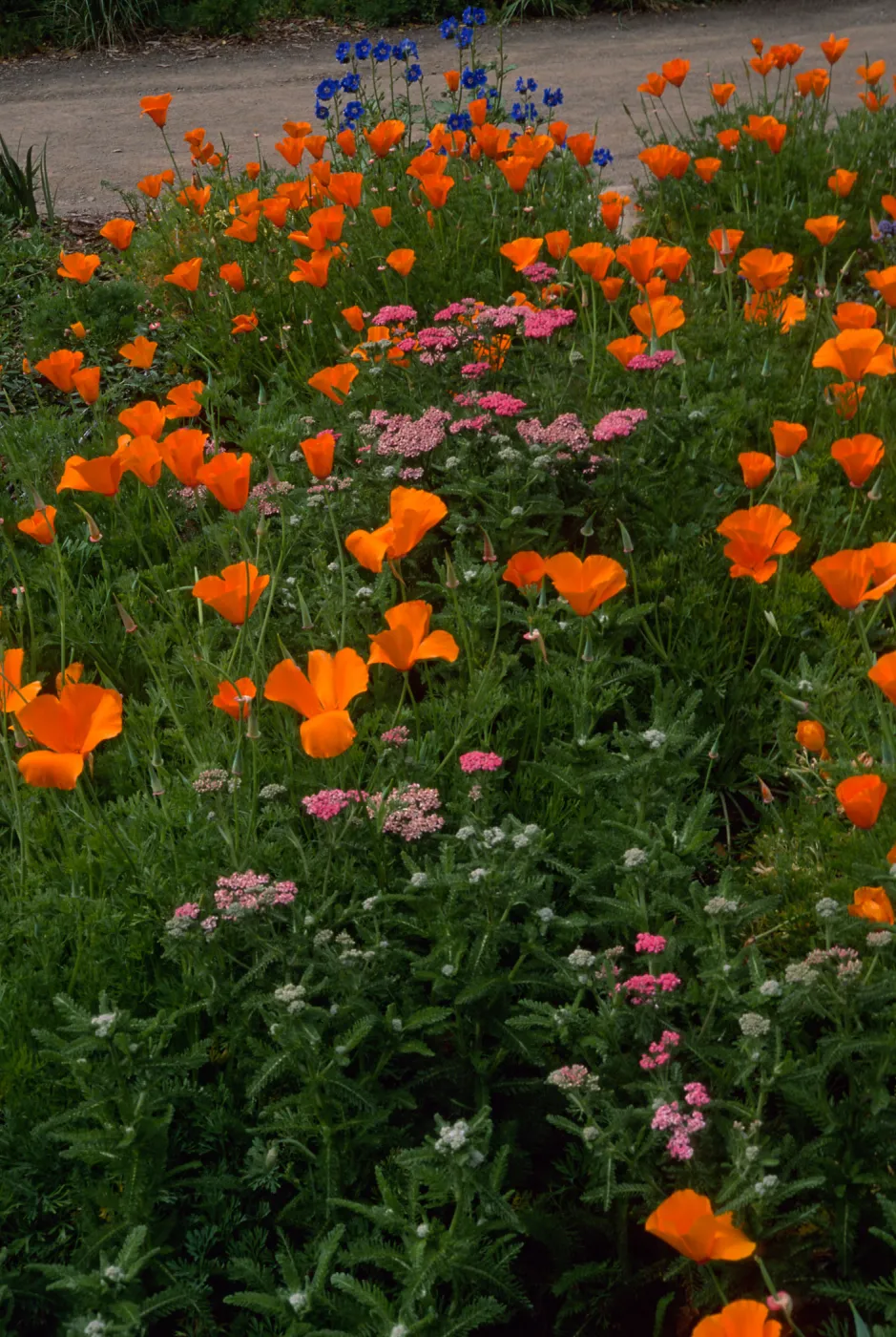 Achillea (Yarrow), Eschscholzia (California Poppy) , Santa Barbara Botanic Garden, meadow