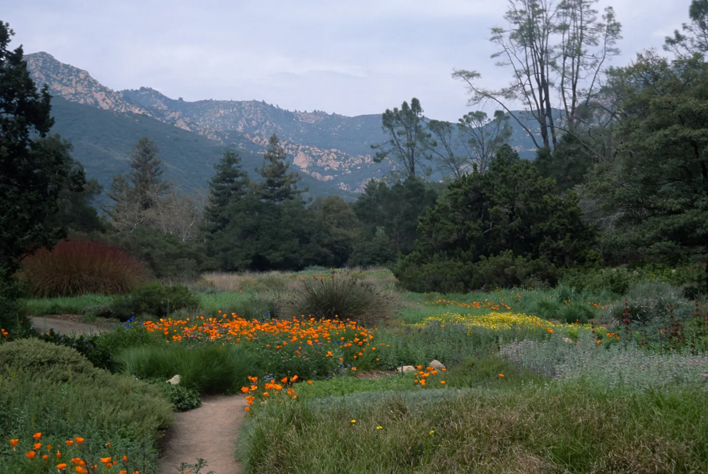 meadow, Santa Barbara Botanic Garden