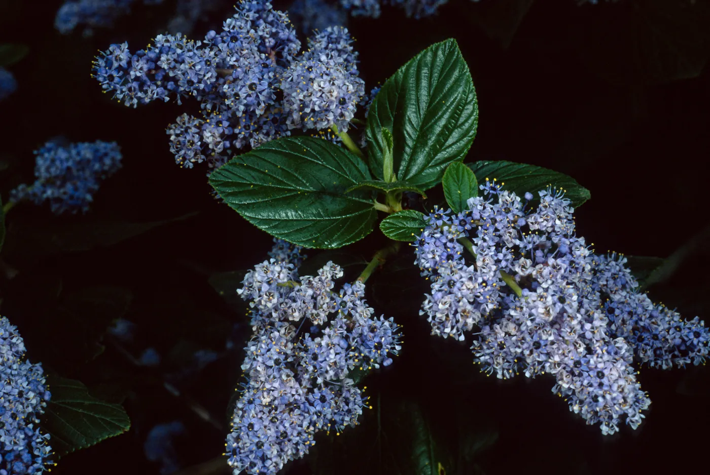 Ceanothus arboreus, Santa Barbara Botanic Garden