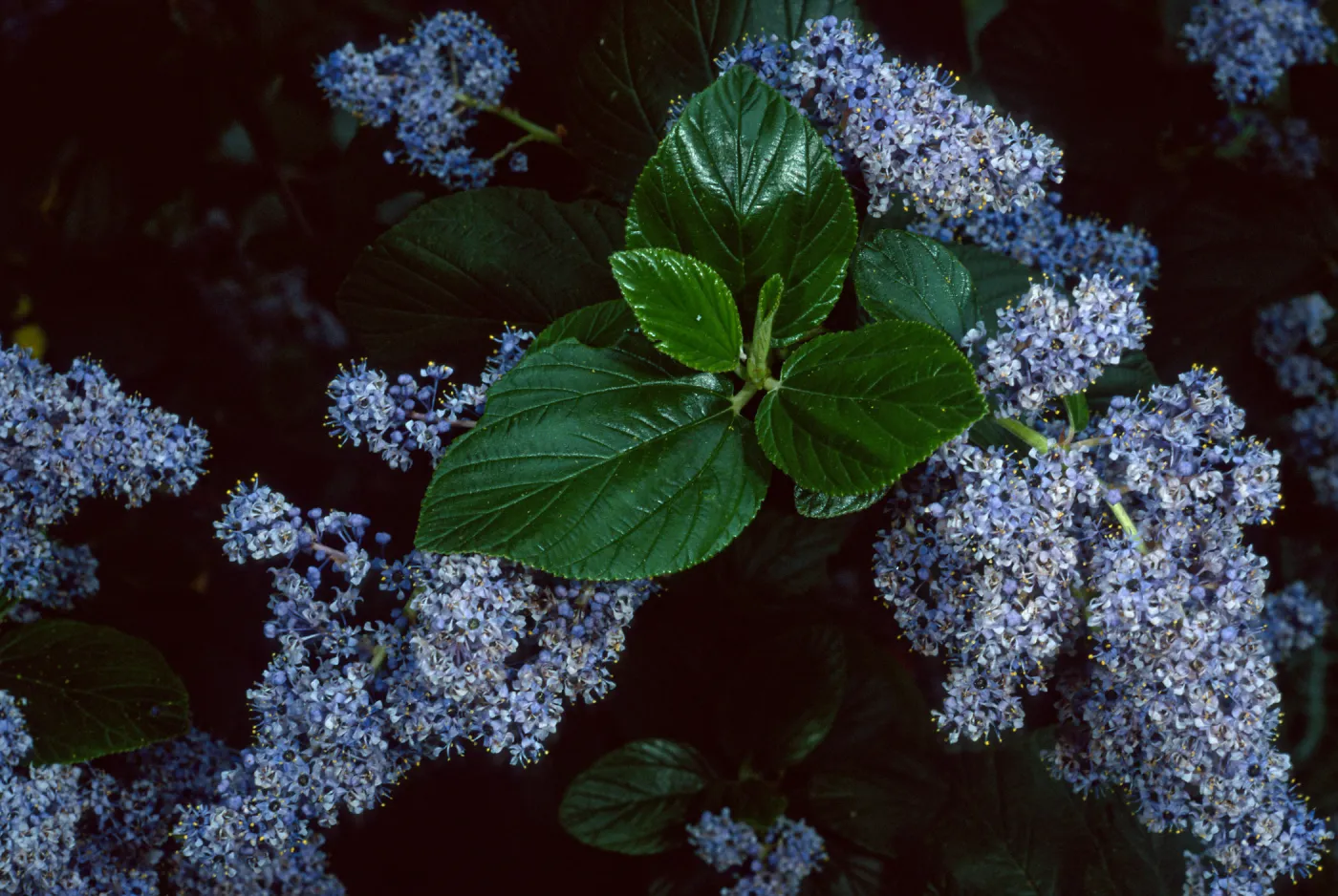 Ceanothus arboreus, Santa Barbara Botanic Garden