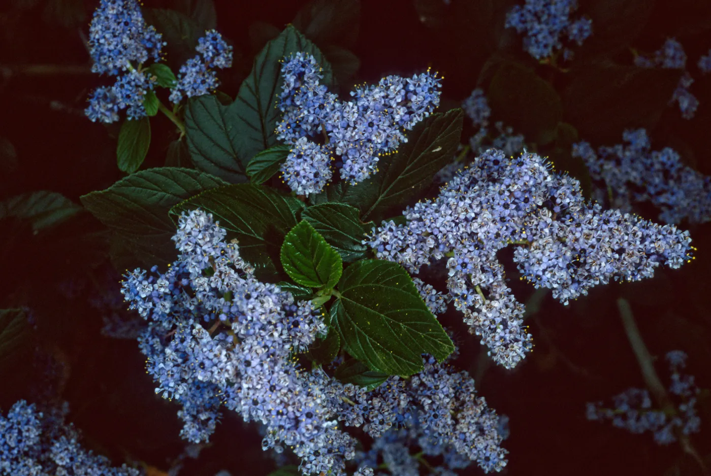 Ceanothus arboreus, Santa Barbara Botanic Garden