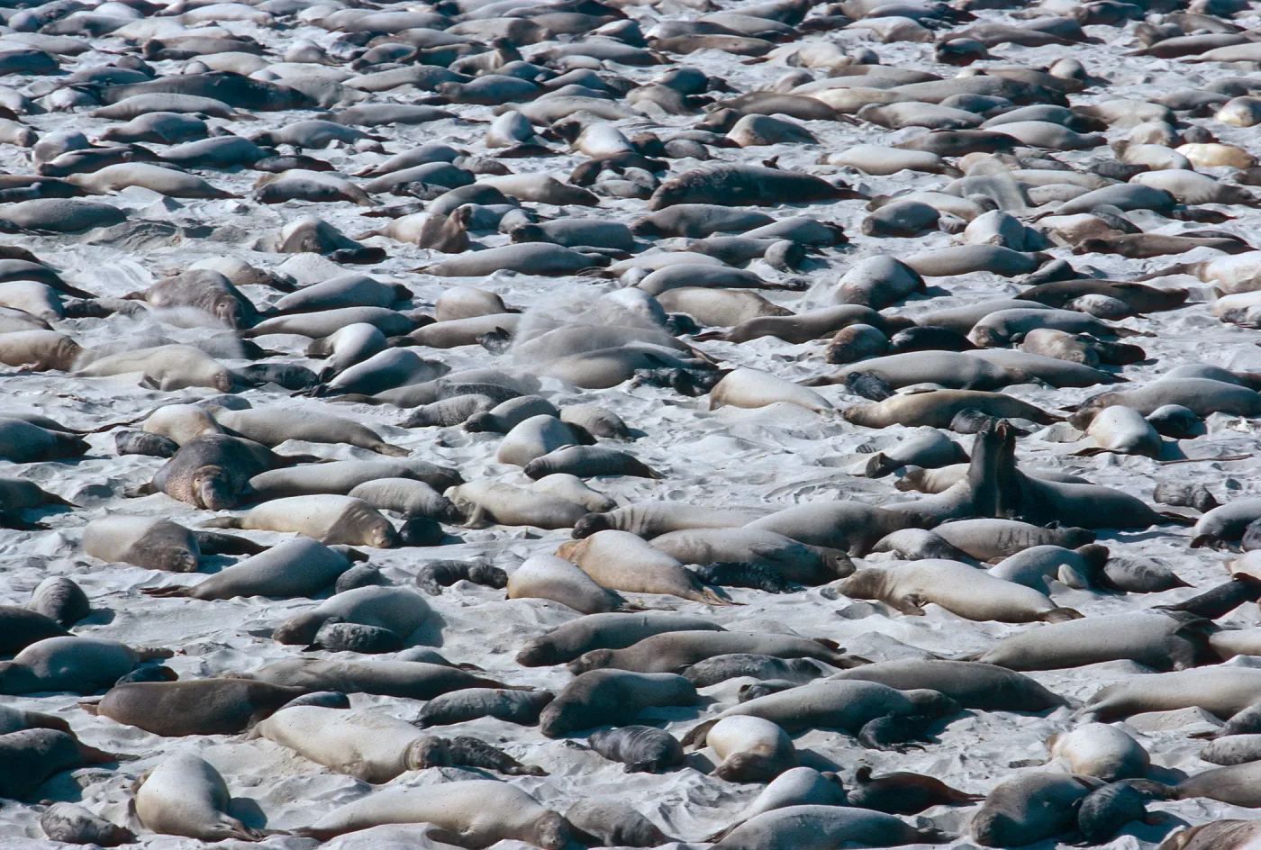 Elephant Seals, Point Bennett, San Miguel Island