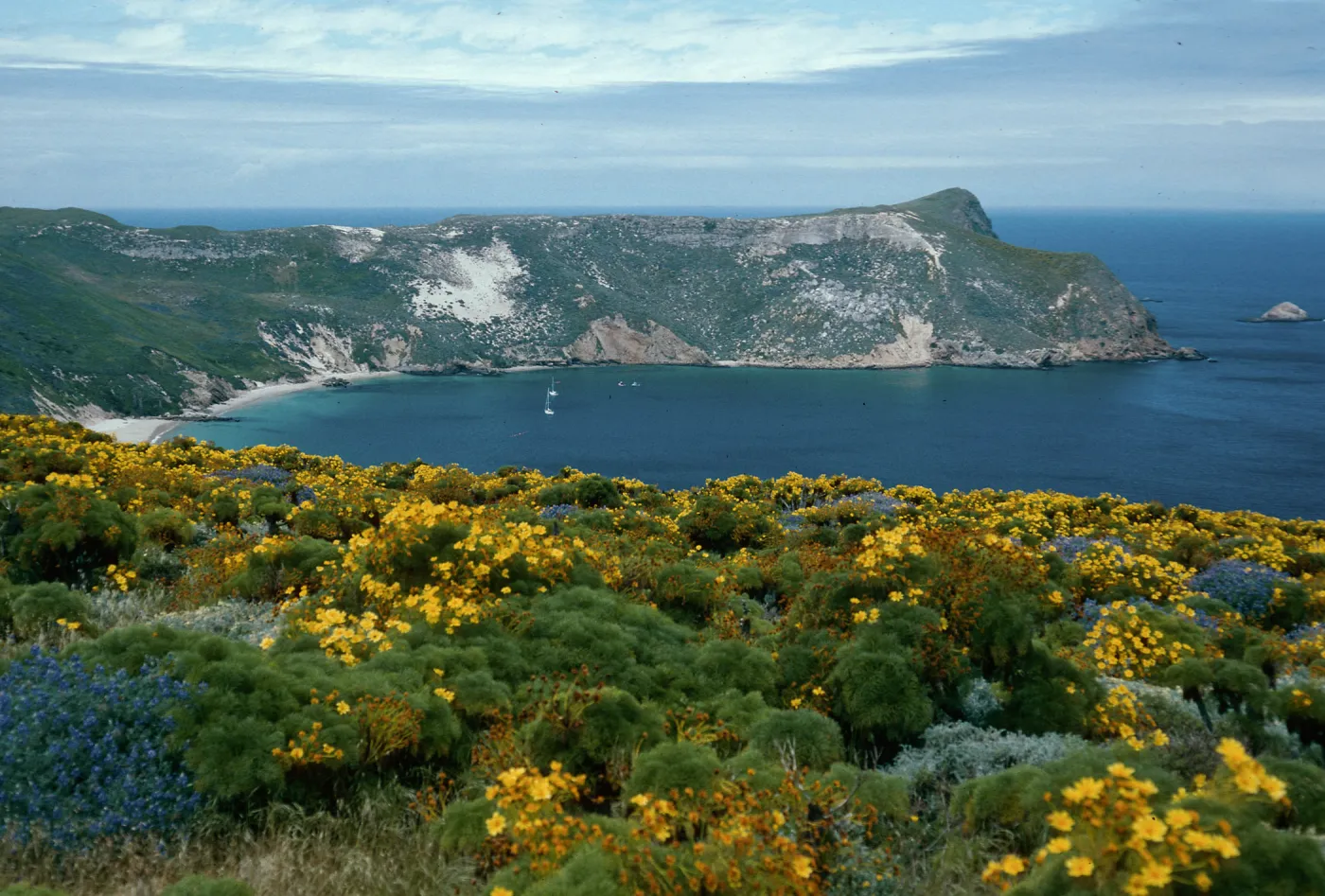 Coreopsis, Lupinus, Cuyler Harbor, from Cabrillo Monument, San Miguel Island