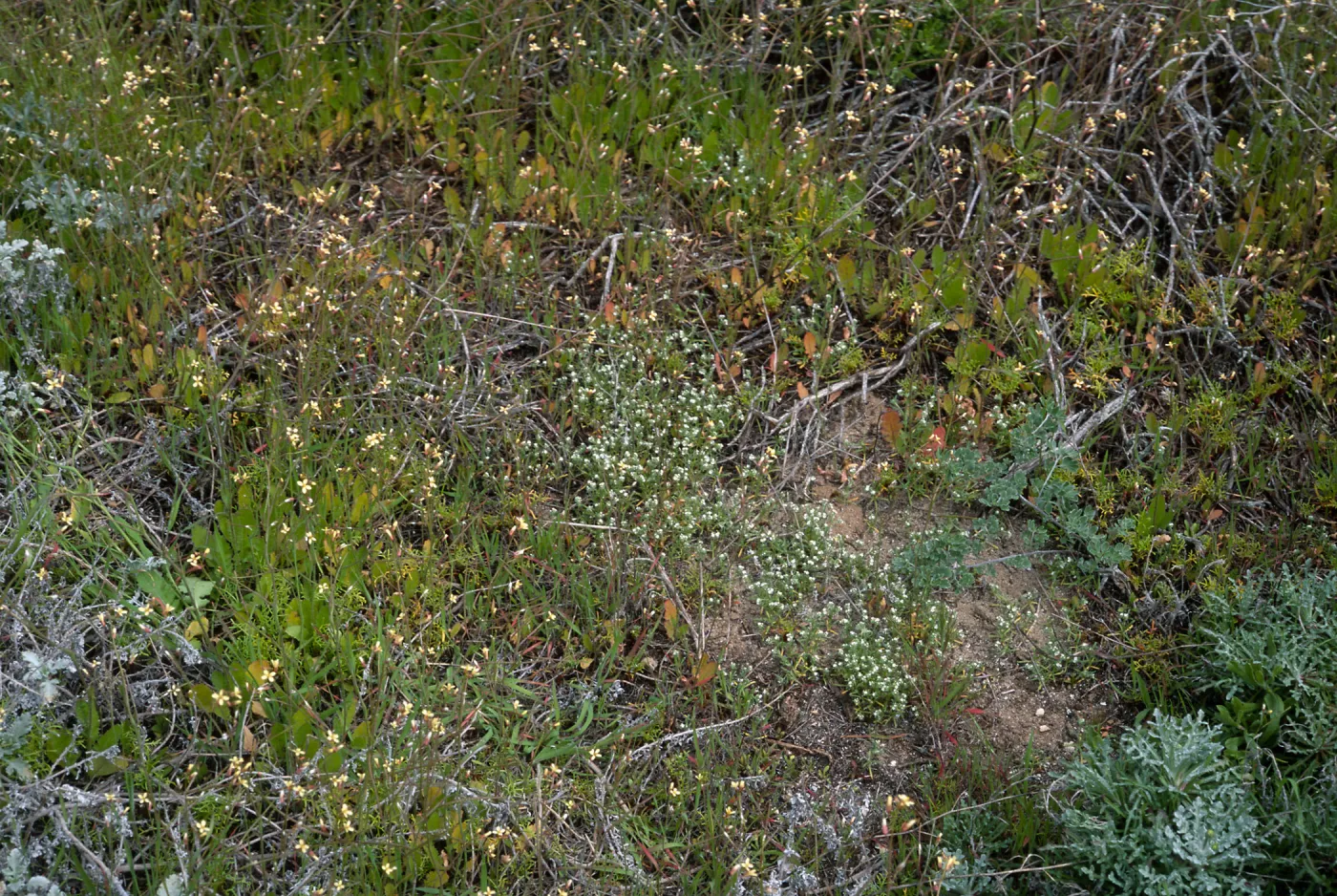 Brassica tourneturtii invading Cryptantha traskiae Habitat, near Balloon Launch Building, San Nicolas Island