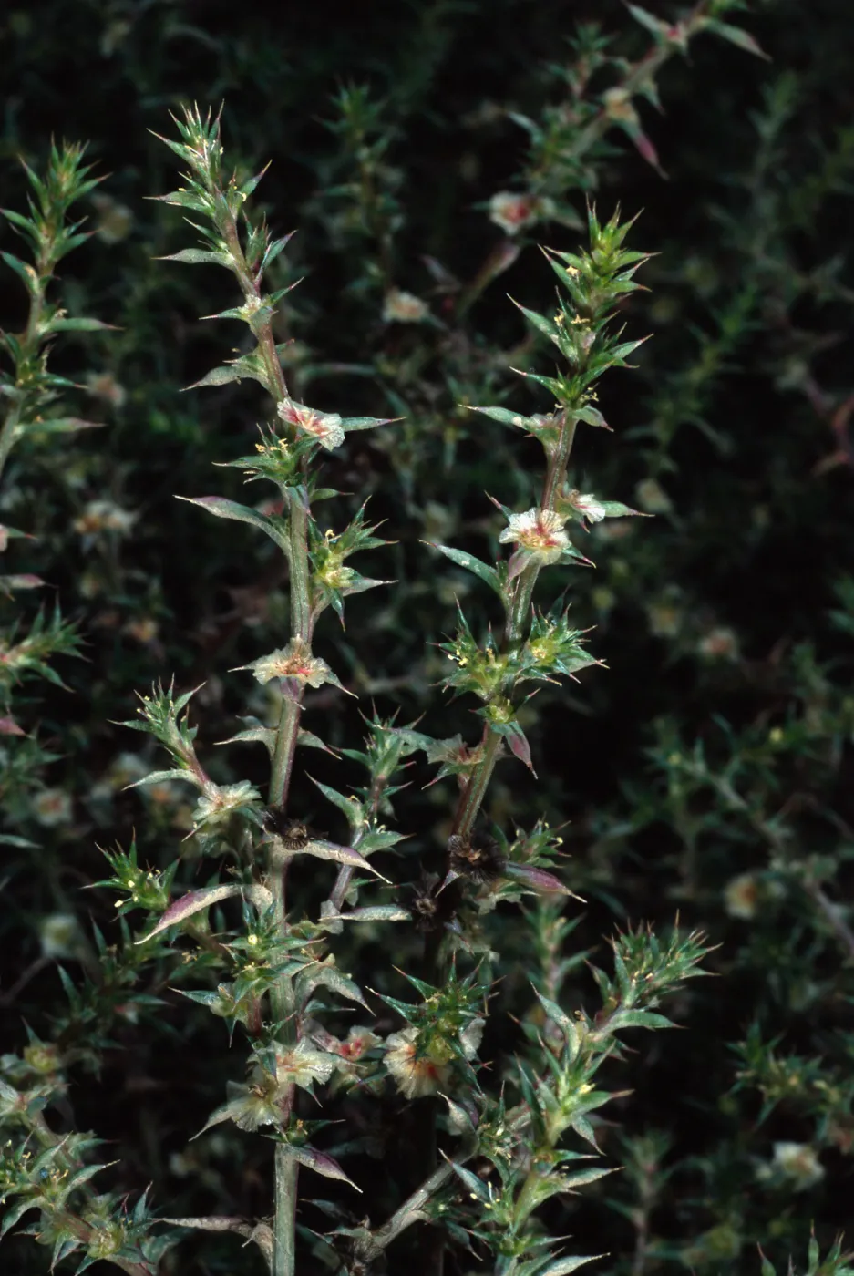 Salsola kali pontica, metric site on Beach Road, San Nicolas Island