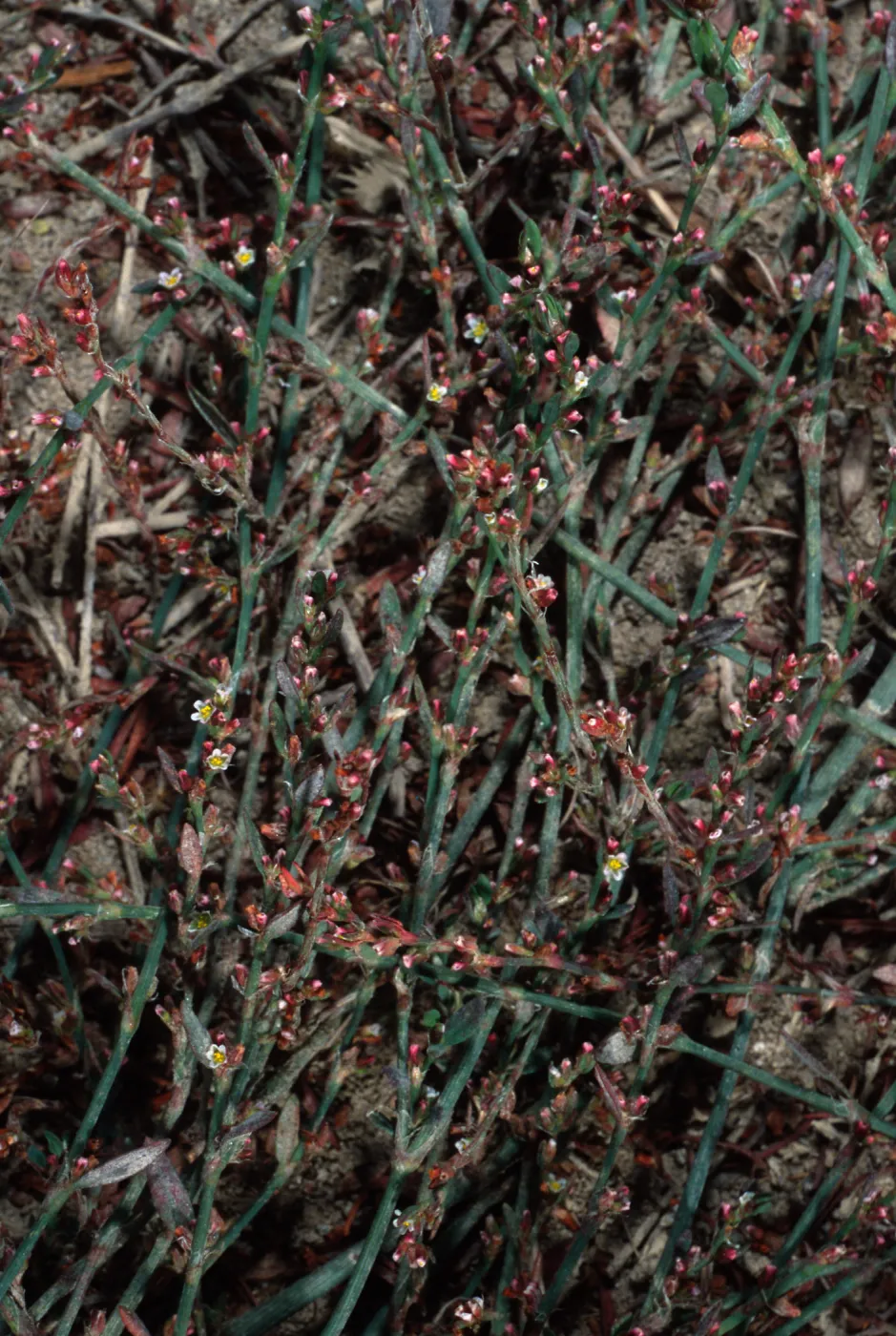 Polygonum arenastrum, metric site/Beach Road, San Nicolas Island