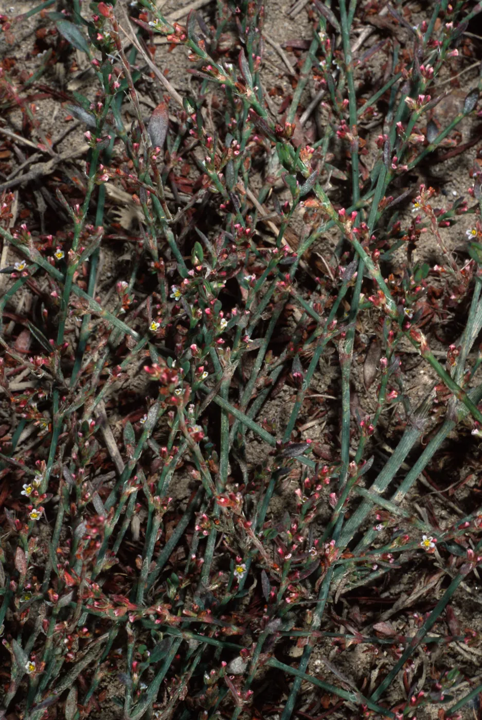 Polygonum arenastrum, metric site/Beach Road, San Nicolas Island