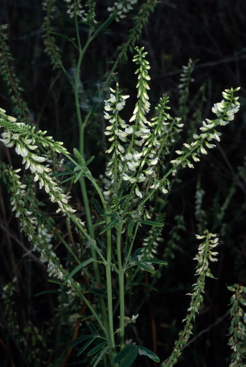 Melilotus albus, metric site on Beach Road, San Nicolas Island