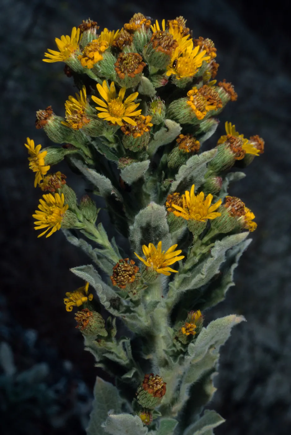 Heterotheca grandiflora, metric site/Beach Road, San Nicolas Island