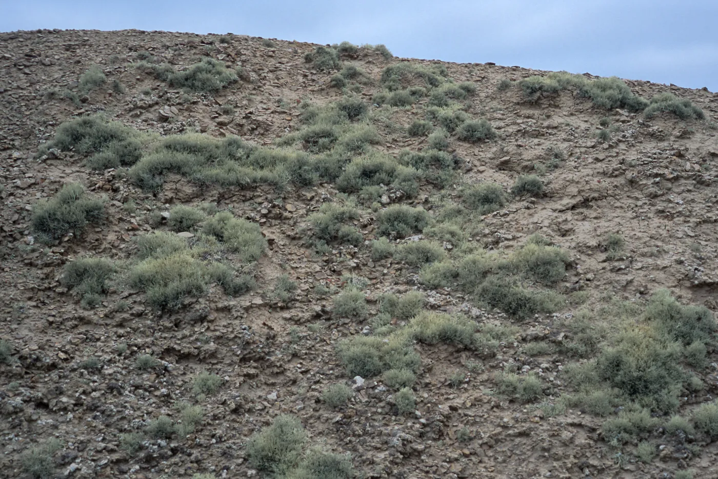Niebla ramosissima, Theodolite Road, San Nicolas Island