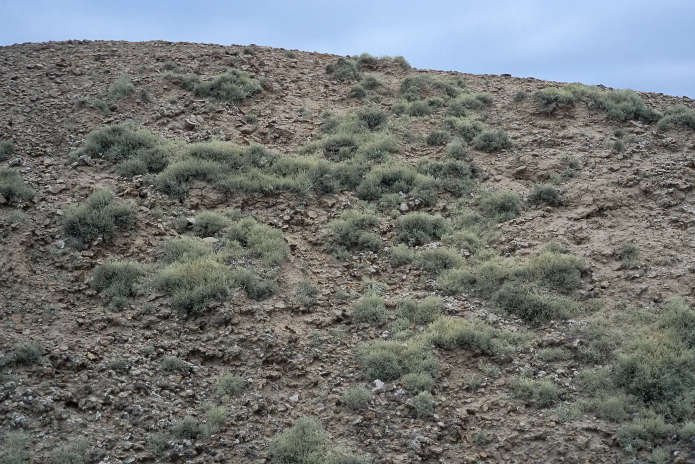 Niebla ramosissima, Theodolite Road, San Nicolas Island