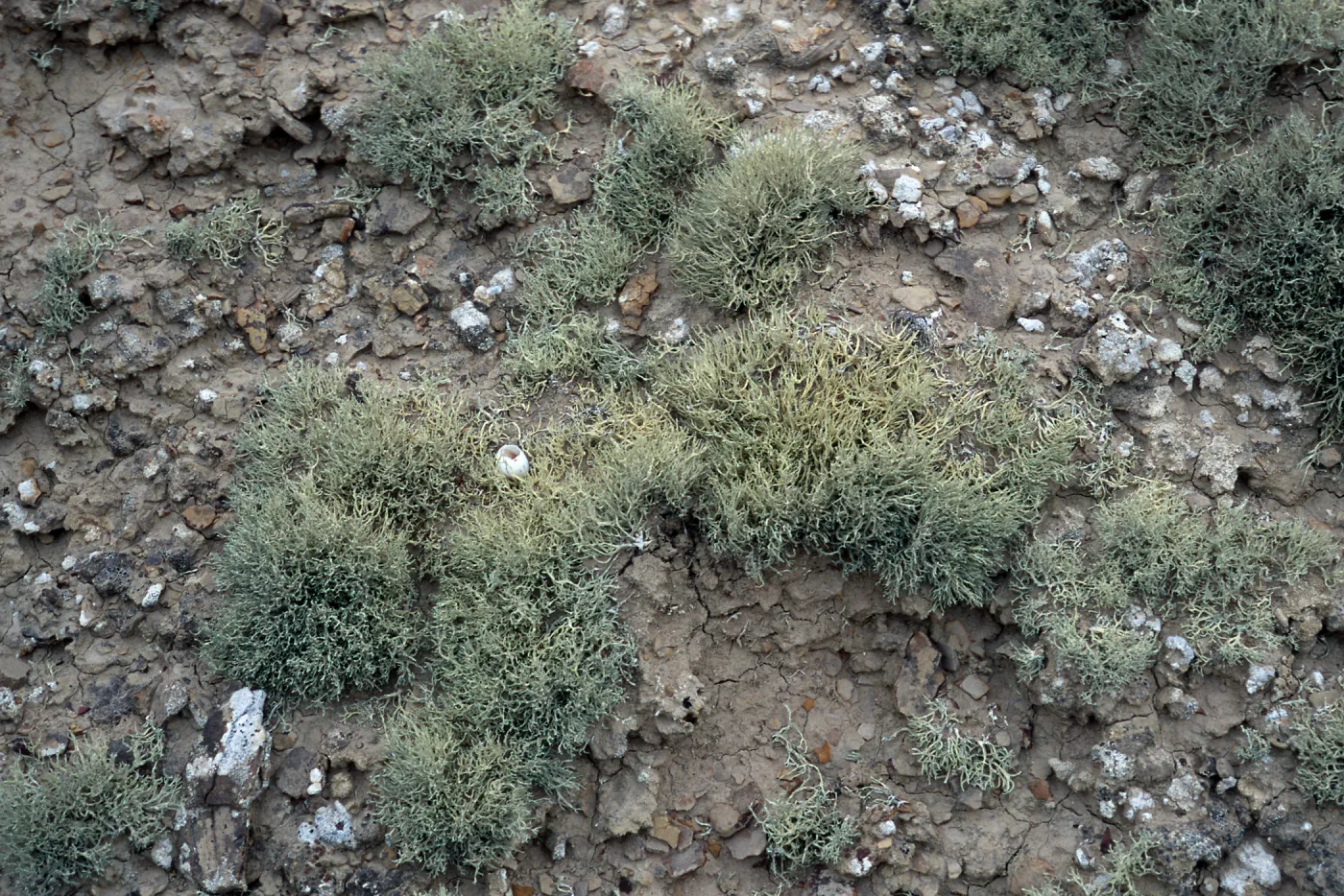 Niebla ramosissima, Theodolite Road, San Nicolas Island