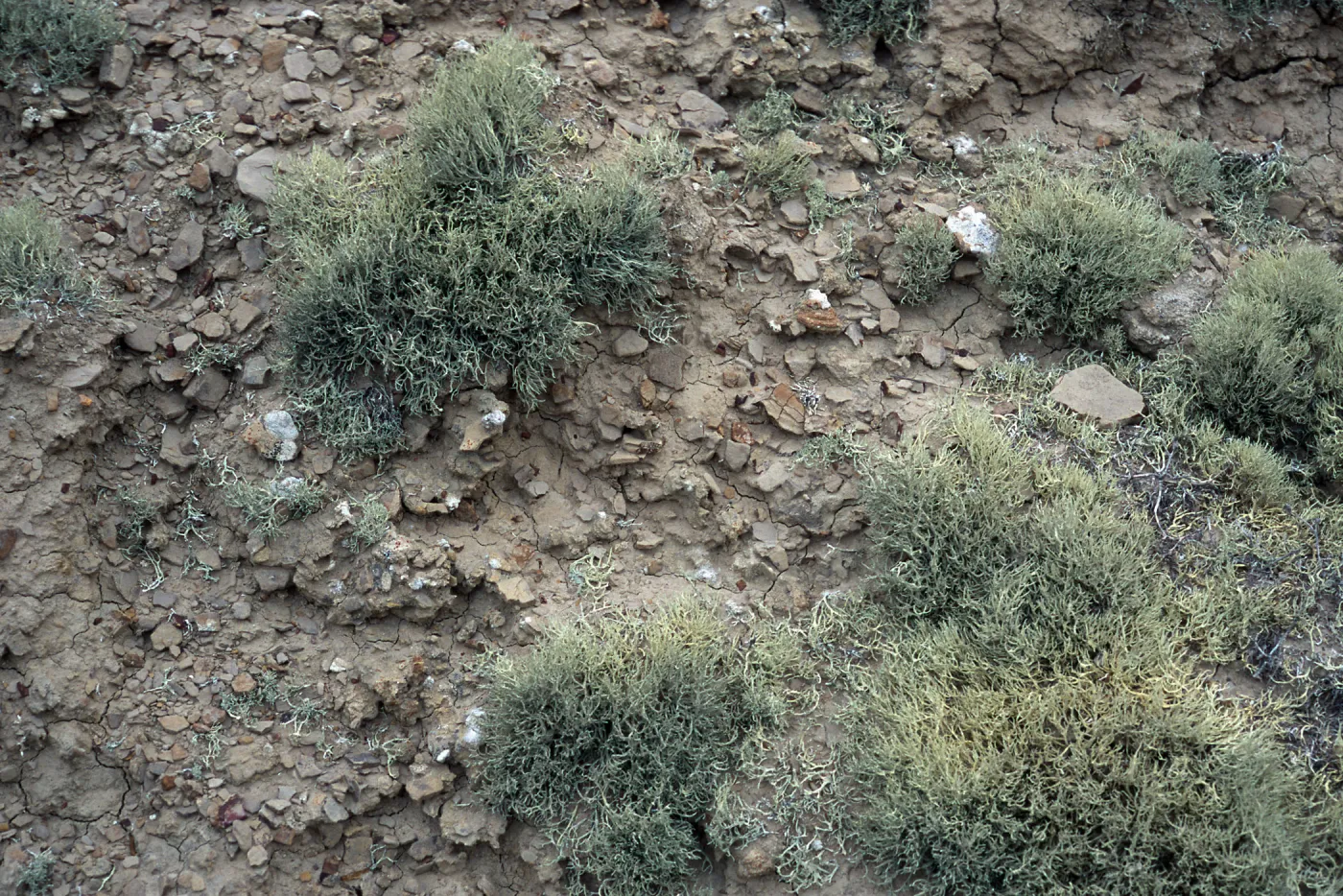 Niebla ramosissima, Theodolite Road, San Nicolas Island