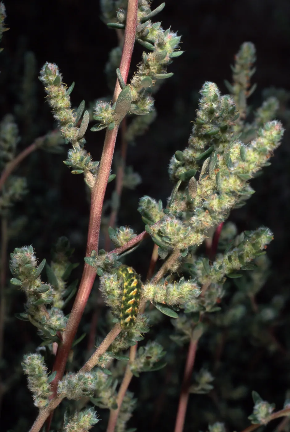 Bassia hyssopifolia, w/caterpillar, metric site/Beach Road, San Nicolas Island